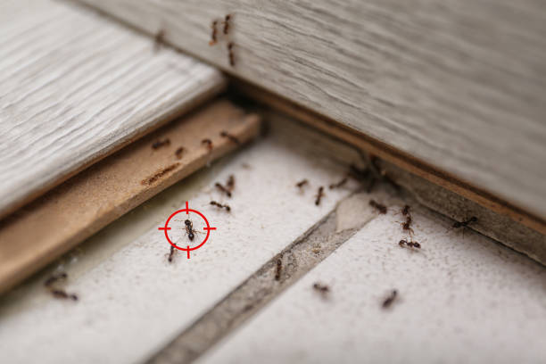 Best Pest Prevention Services  in Bertville, AL