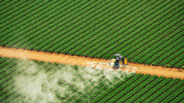 Best Local Pest Control Services  in Bertville, AL
