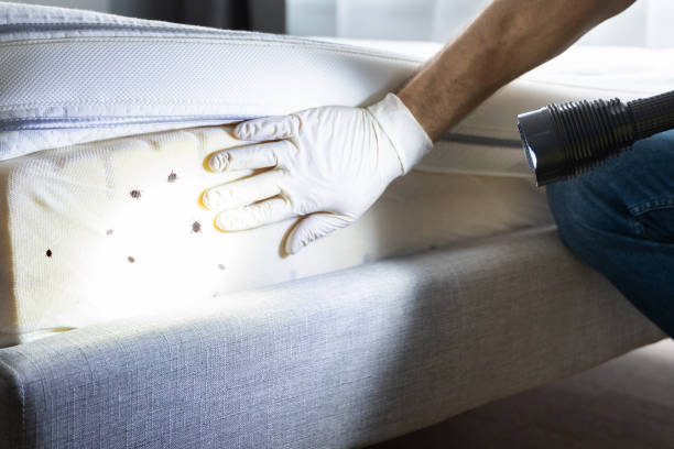 Best Mosquito Control Services  in Bertville, AL