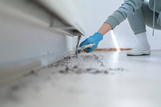 Best Local Pest Control Services  in Bertville, AL